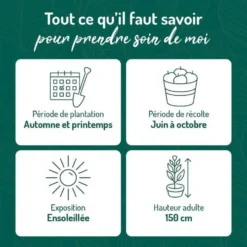 Framboisier Yummi Rustica® Bio. Le pot de 2 litres