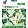 Freesia Simple blanc botanic® - 15 bulbes