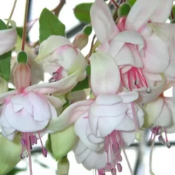 Fuchsia 'Annabel' - Le pot de 2 litres