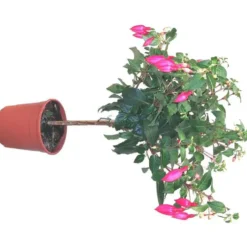 Fuchsia mini tige - Le pot de 15 litres