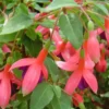 Fuchsia 'Mrs Popple' - Le pot de 2 litres