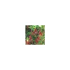 Fuchsia vivace - Le pot de 5 litres
