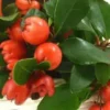Gaultheria Procumbens – Pot de 1L