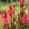 Gaura coloris rose. Le pot de 2 litres