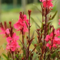 Gaura coloris rose. Le pot de 2 litres