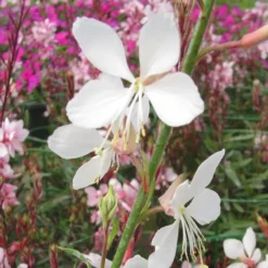 Gaura à fleurs blanches. Le pot de 2 litres