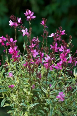 Gaura ‘Gambit Variegata Rose’ - Le pot de 2 litres