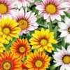 Gazania en mélange - La barquette de 4 plants