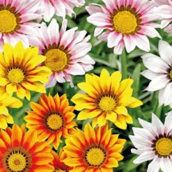 Gazania en mélange - La barquette de 4 plants