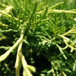 Genévrier Juniperus Media Old Gold 60/80. Le pot de 5 litres