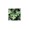 Geranium Odorant - Le pot de 5 litres