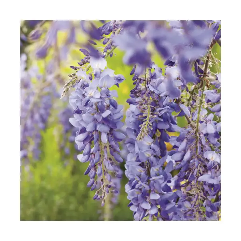 Glycine SINENSIS BLEU. Le pot de 6 litres