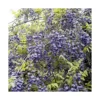Glycine VIOLACEA PLENA. Le pot de 3 litres