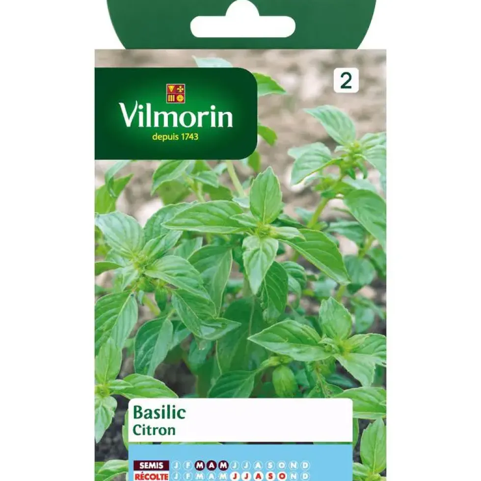 Graines de basilic citron Vilmorin - graines à semer