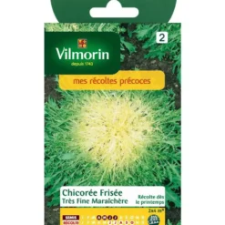 Graines de chicorée frisée très fine maraîchère Vilmorin - graines à semer