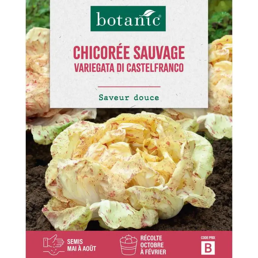 Graines de chicorée sauvage variegata di castelfranco insolite botanic® - graines à semer