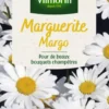Graines de Marguerite Margo Vilmorin - graines à semer