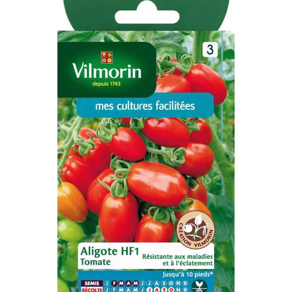 Graines de tomate aligote HF1 Vilmorin - graines à semer