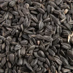 Graines de tournesol noir pour oiseaux grain de vie bio Grain de Vie - 5 kg