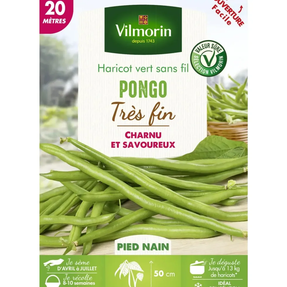 Graines haricot vert nain Pongo coloris vert Vilmorin jardin - graines à semer