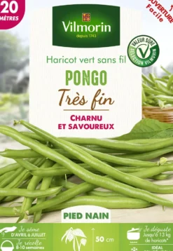 Graines haricot vert nain Pongo coloris vert Vilmorin jardin - graines à semer