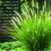 Herbe-aux-Écouvillons Hameln vert botanic®. Le pot de 2 litres