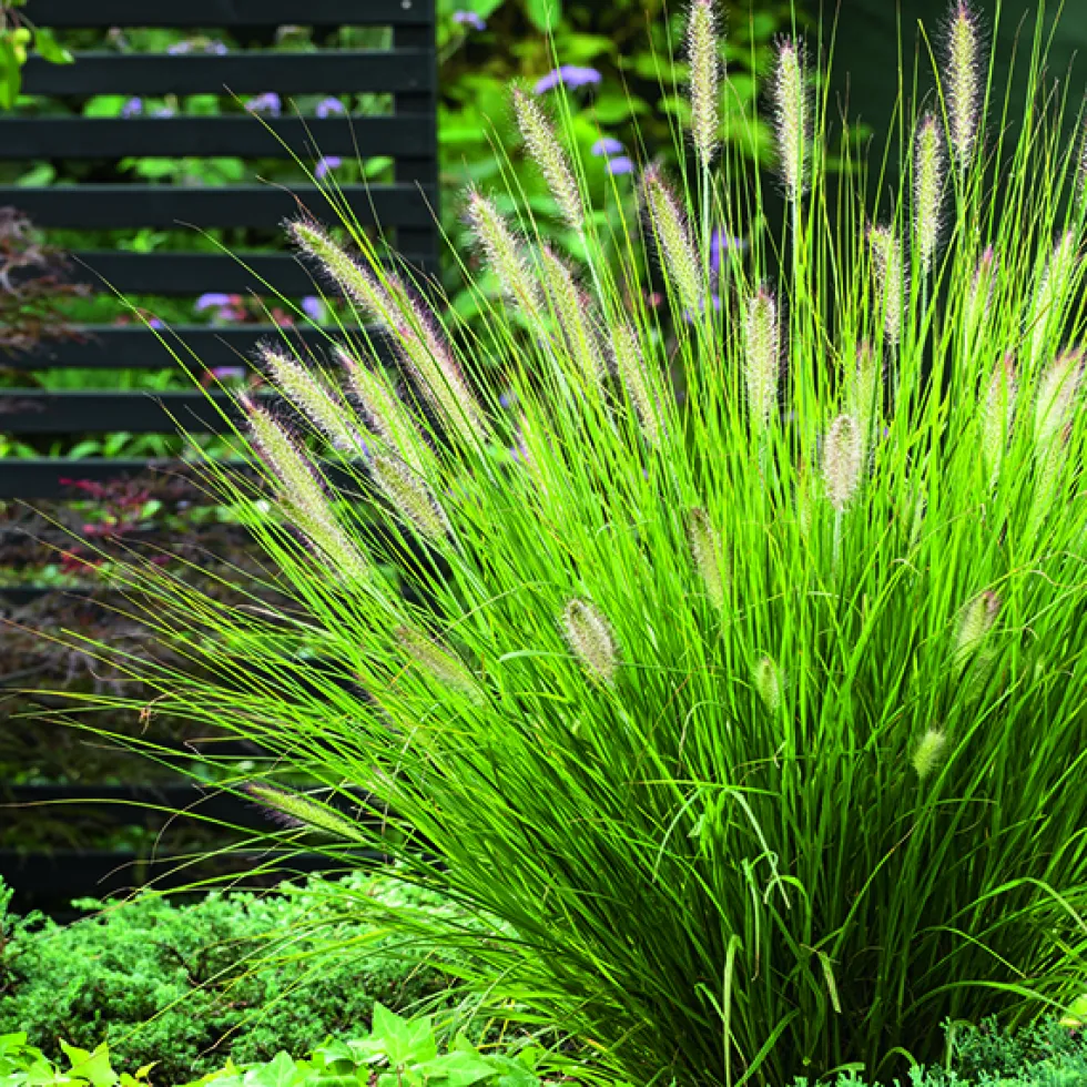 Herbe-aux-Écouvillons Hameln vert botanic®. Le pot de 2 litres