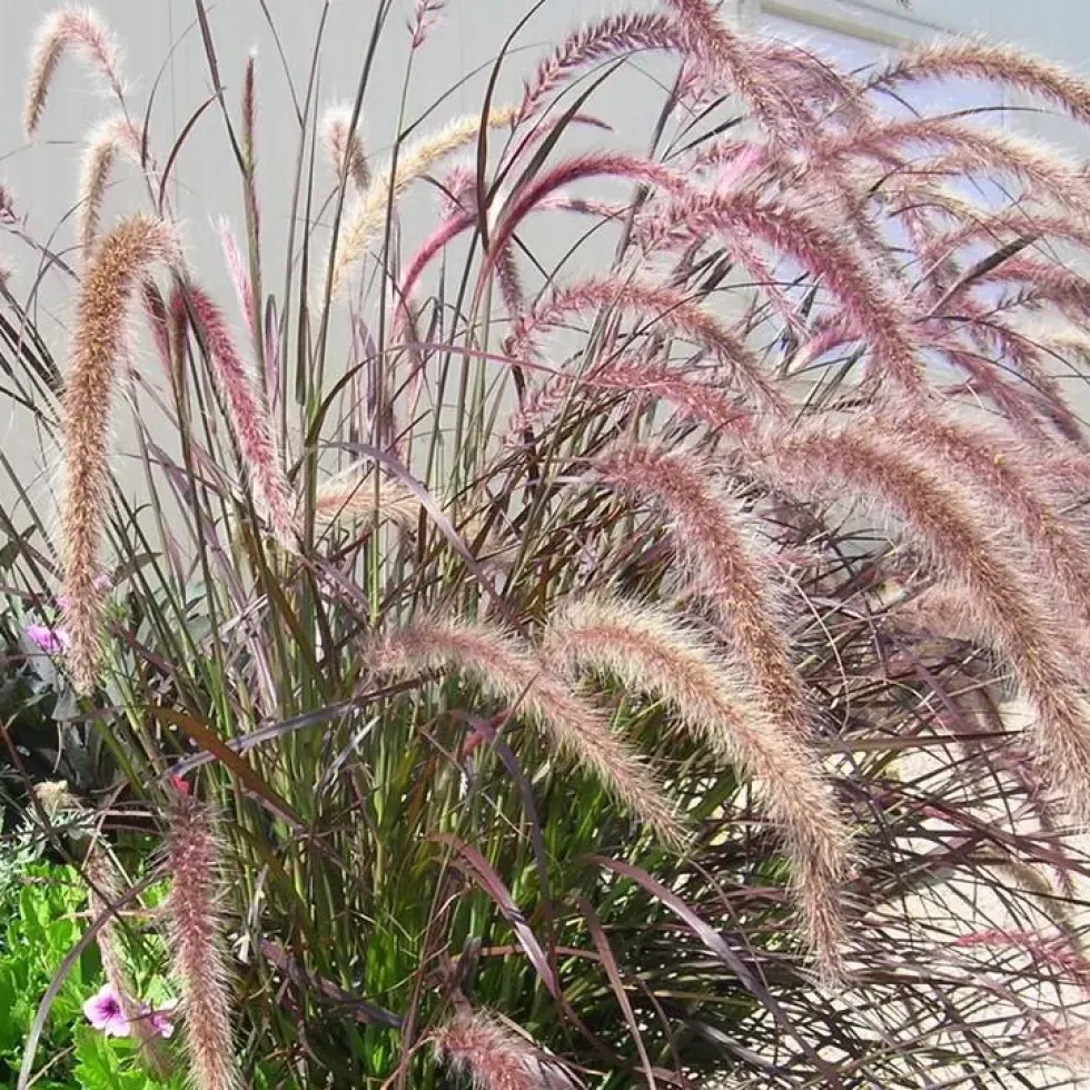 Herbe-aux-écouvillons rubrum rouge en pot de 2 L