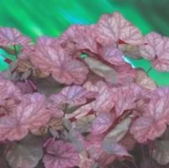 Heuchère coloris variés. Le pot de 10,5 cm