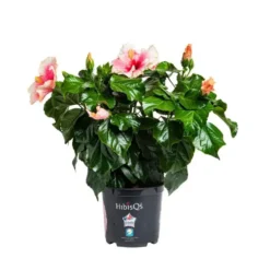 Hibiscus. Le pot de Ø 17 cm