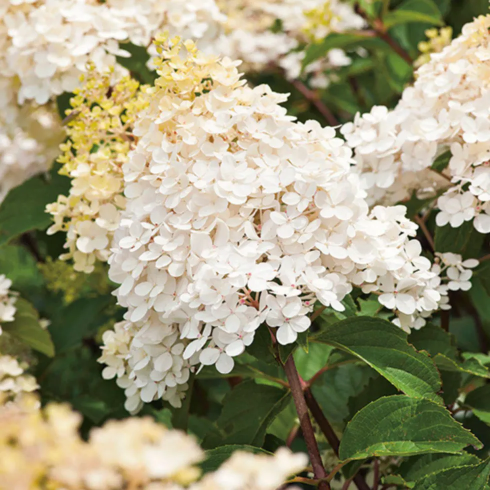 Hortensia paniculé Phantom blanc. Le pot de 3 litres