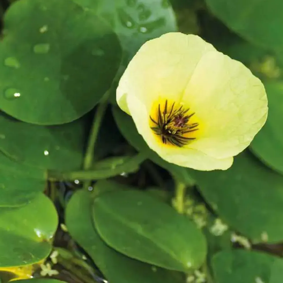 Houttuynia cordata caméléon pot de 3 litres