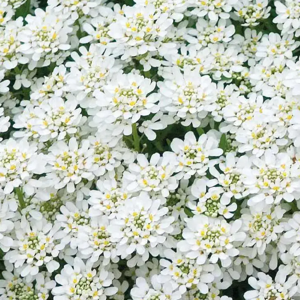 Iberis Sempervirens - Le pot de 9 x 9 cm