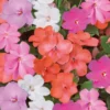 Impatiens a massifs - La barquette de 4 plants
