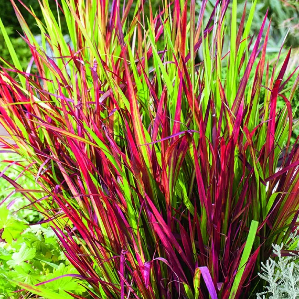 Imperata Red Baron rouge botanic®. Le pot de 2 litres