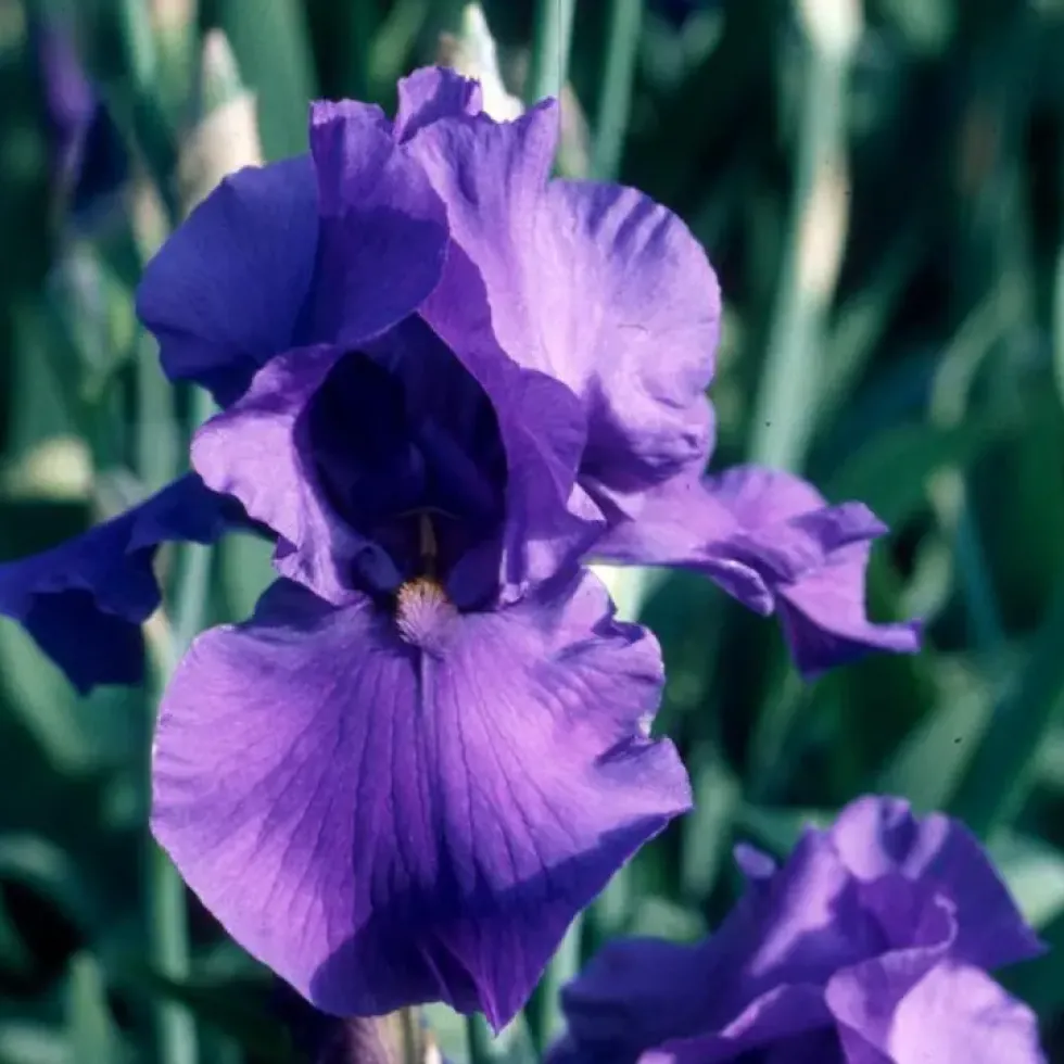 Iris des Jardins 'Mer du Sud' - Le pot de 1 litre