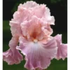 Iris des Jardins 'Pond Lily' - Le pot de 1 litre