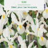 Iris hollande coloris blanc botanic® - 15 bulbes