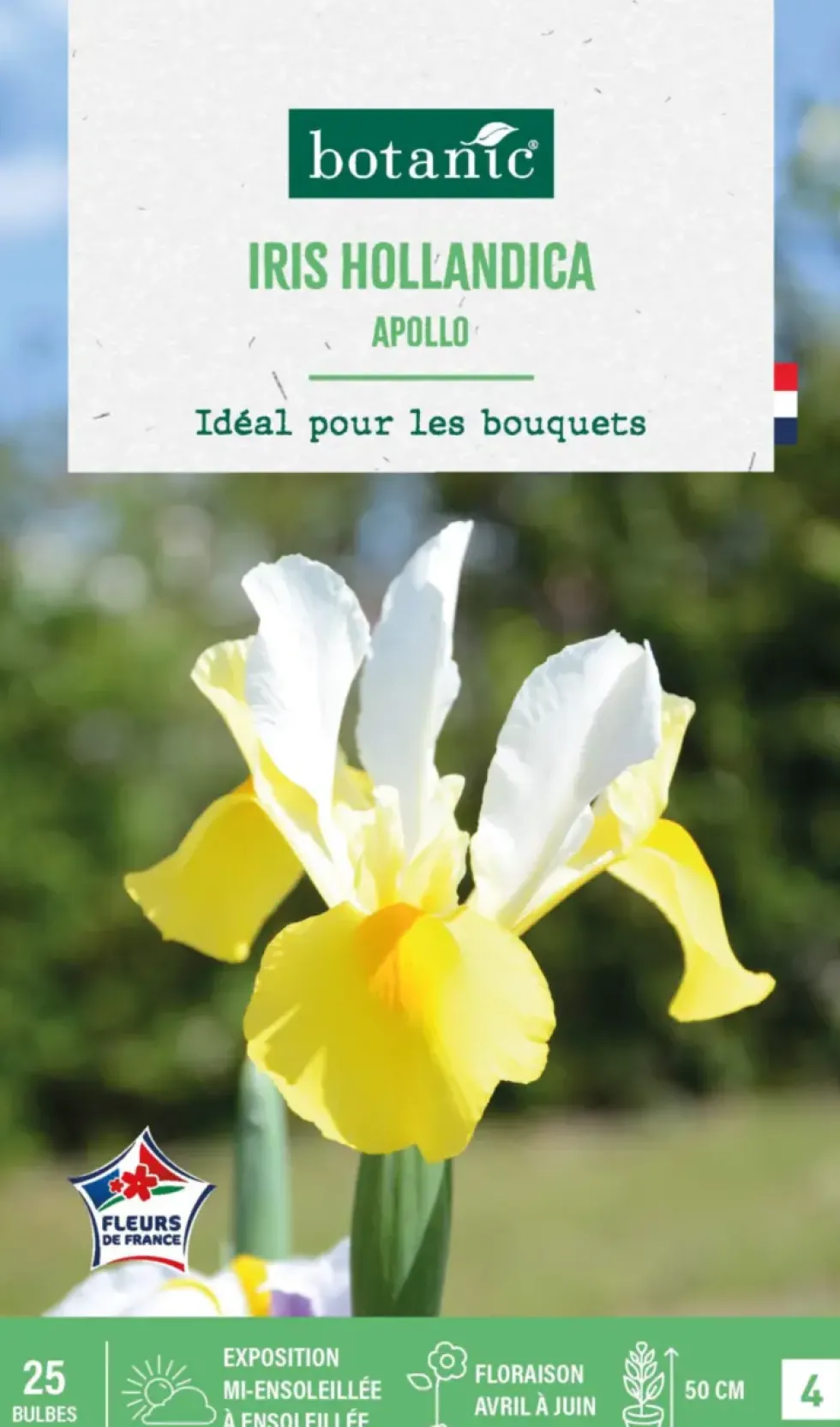 Iris hollandica apollo botanic® - 25 bulbes