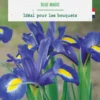 Iris hollandica blue magic botanic® - 25 bulbes