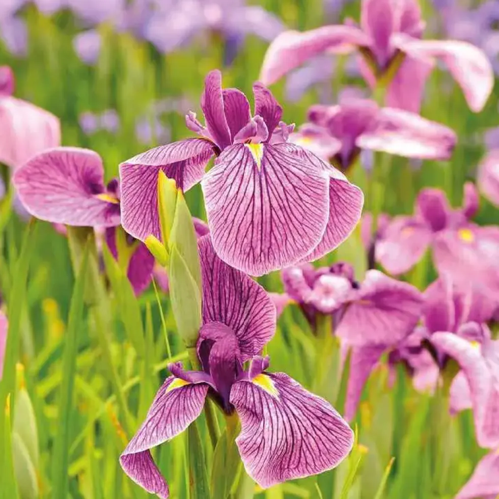 Iris japonais godet 9x9 cm