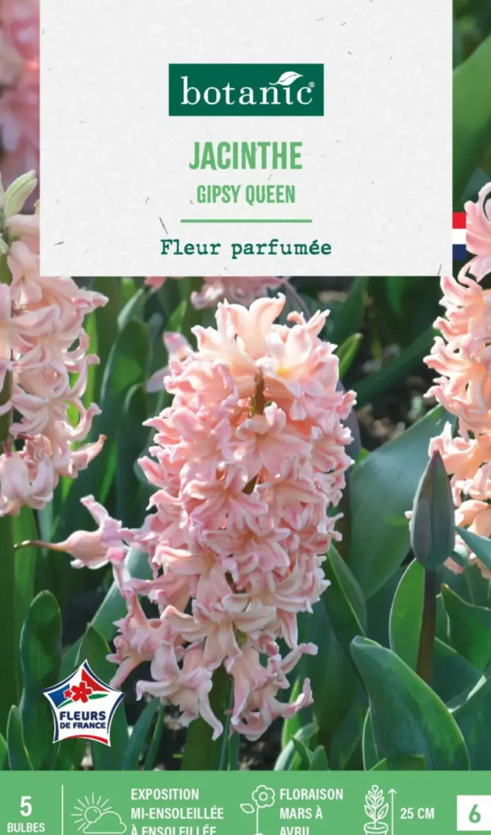 Jacinthe gipsy queen botanic® - 5 bulbes