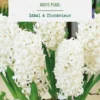 Jacinthe intérieur white pearl botanic® - 2 bulbes