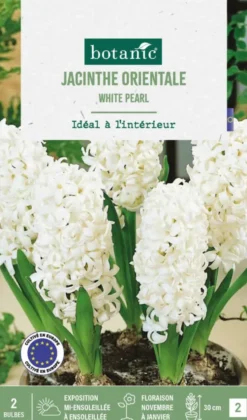Jacinthe intérieur white pearl botanic® - 2 bulbes