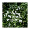 JASMIN OFFICINALE. Le pot de 6 litres