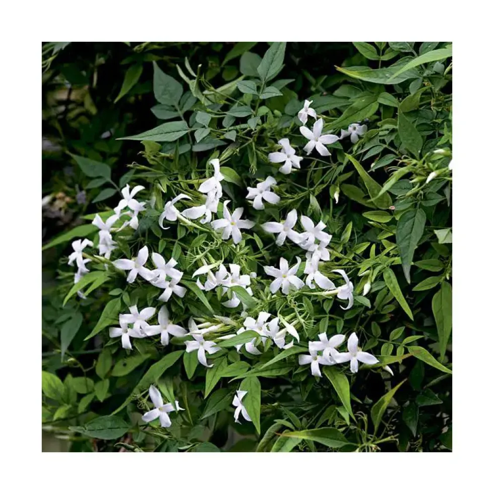 JASMIN OFFICINALE. Le pot de 6 litres