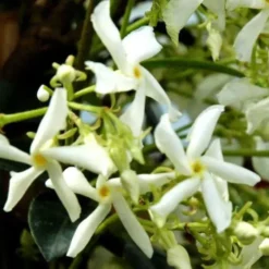 Jasmin étoilé blanc. Le pot de 3 litres