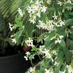 Jasmin étoilé. Le pot de 1,3 litres