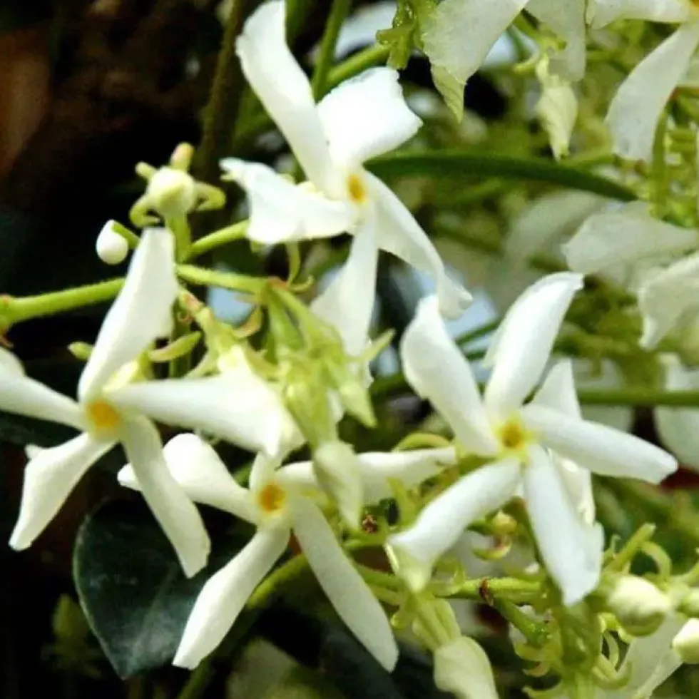 Jasmin étoilé. Le pot de 4 litres, arceau