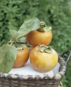 Kaki Diospyros Vainiglia coloris orange - 35 L